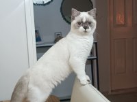 8 Aylık Erkek Kedimiz