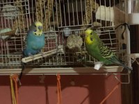 Her Renk Yavru Yada Yetişkin Muhabbet Kuşu