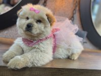 Ped Eğitimli Çok Uysal Sevimli Çin Aslanı