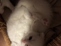 Kedilerimize Yeni Güzel Yuvalar Arıyoruz