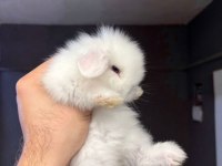 Yavru Tavşanlar Her İle Gönderilir