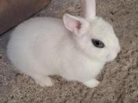 Cüce tavşan 2 aylık