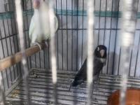 Evcil cennet papağanı çift