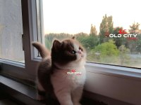 Safkan Teddy Bear British Bebeklerim