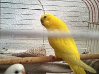 Takım muhabbet kuşumuz