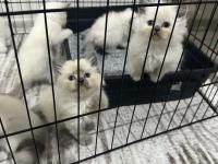 British bluepoint yavrularımız yeni yuvalarını arıyor