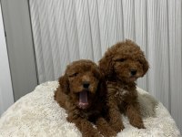 Üst Düzey Poodle Yavrular Yeni Ailesini Aramakta