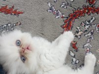 İran Persian Longhair