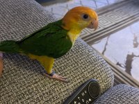 Bir yaşında kendini çok sevdiren caique kızımız yeni aile arıyor