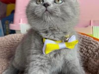 2 aylık british shorthair kızımız