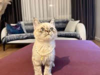 Dişi british blue point