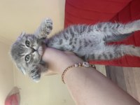 55 günlük scottish fold erkek bebeğim