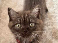 Yavru british shorthair chocolate