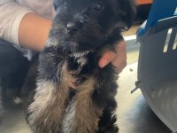 Harika formatta yorkshire yavrular hepsi erkektir