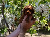 Red toy poodle yavrumuz