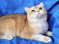 British shorthair erkek ny12 kısır değil