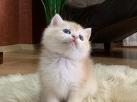 Güzeller Güzeli British Shorthair Luna