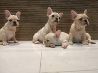 French bulldog cinsi yavruları