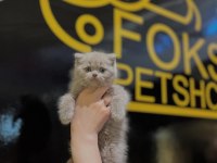 Safkan British Shorthair Yavrular