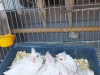 Anne Heavy Baba Albino Sultan Papağanı