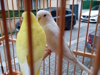 Çift Muhabbet Kuşu