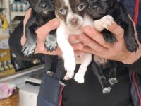 A kalite pinscher bebekler