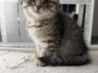 Yavru kedilerimiz yeni yuvalarına gitmeye hazır