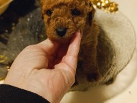 Red toy poodle yavrular
