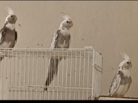 Damızlık Wi-Fi Erkek Ve Albino Yavru Sultan Papağanları