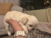 Ücretsiz Sahiplendirme Pekinezler