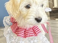 Maltese Terrier Yavru