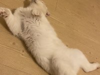 Scottish Fold Oğluma Yuva Arıyorum