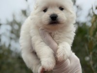 Erkek pomeranian boo gerçek kalite isteyene