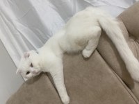 Beyaz scottish fold kedimiz