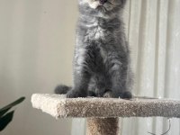 2 Aylık Yavru Kediler