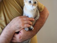 Teslime Hazır Beyaz Cins Yavru Kediler