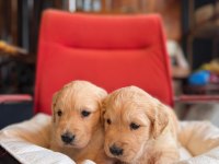 Burkem Çiftliğimizden A Kalite Golden Retriever