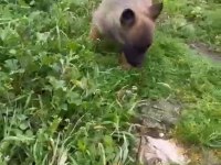 Safkan dik kulak belçika kurdu (malinois) yavrular