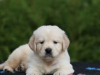 Golden Retriever Sevimli Yavrularımız