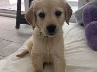 Irk Garantili Golden Retriever Yavru - Tüm Eşyalarıyla Teslim