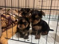 A kalite yorkshire terrier bebekler