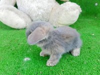 Hollanda Teddy Lop Tavşanlar Hazır