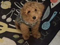 6 aylık oyuncu erkek maltipoo