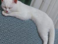 3=6 aylık saf dişi british longhair