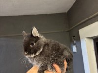 Hollanda Cüce Ve Mini Tavşanlar Her Yere Gönderim