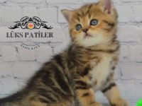 Dikkat Çekici Güzelliğiyle Black Golden British Shorthair