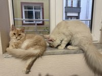 Safkan Maine Coon Yavrular Yeni Yuvalarını Arıyor