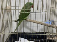 1 Yaşında Erkek Alexander Papağanı