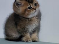 British Shorthair Chocolate Golden Bebeğim
