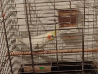 Erkek Lutino Sultan Papağanı